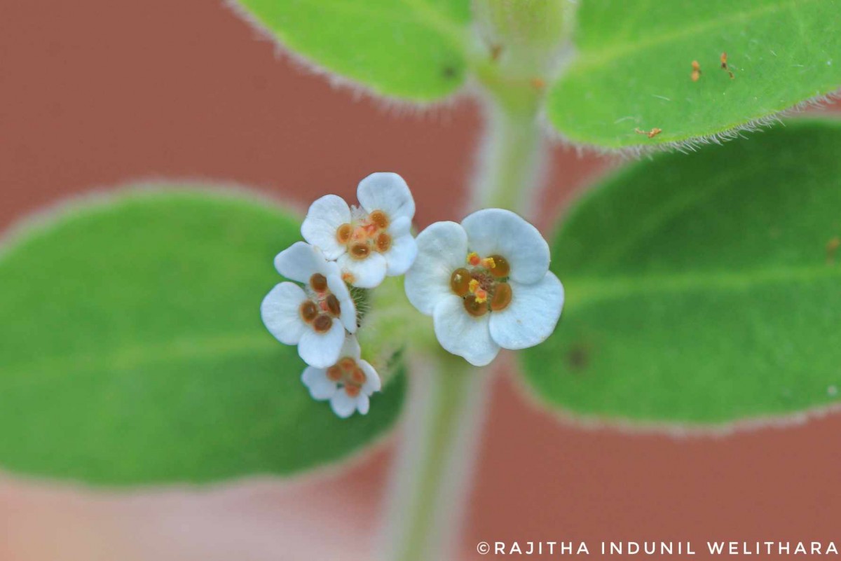 Euphorbia indica Lam.